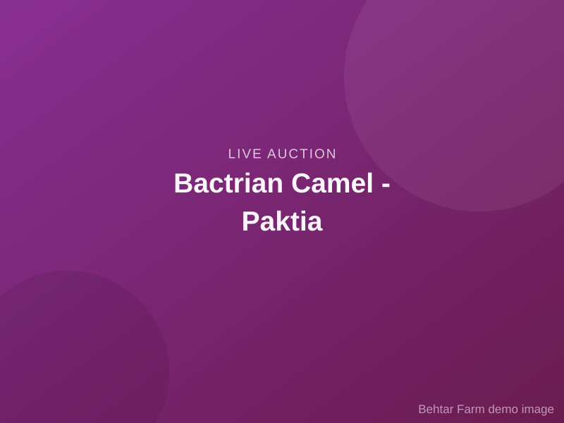 Auction: Bactrian Camel - Paktia
