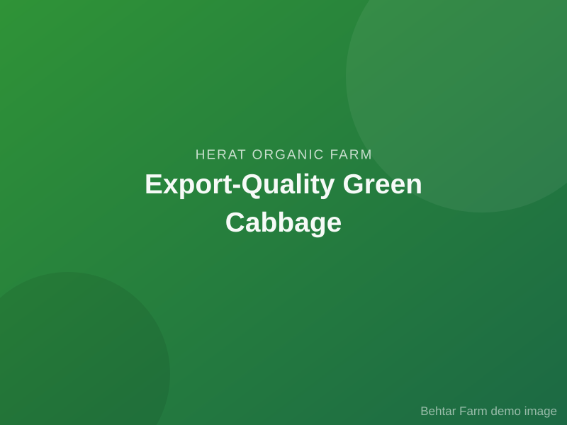 Export-Quality Green Cabbage