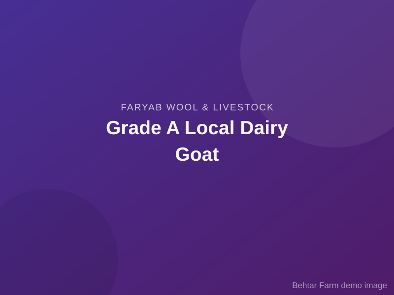 Grade A Local Dairy Goat